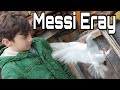 Messi Eray'ın Taklacı Güvercinleri. Kocaeli Taklacı Güvercin Kümesleri. İzmit Oyun Kuşu.
