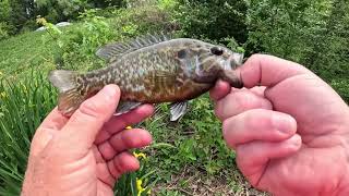 AWESOME Warmouth And Crappie Catches On Weightless Live Worms