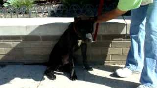 Garrison-Available At The Humane Society Of Missouri