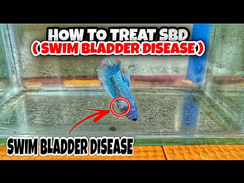 Video: Mga Karamdaman Sa Air Air Bladder, Mga Karamdaman, At Paggamot - Swim Bladder Sa Pet Fish