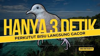 Perkutut lokal gacor RAJA PIKAT memanggil lawan Ahlinya bikin burung perkutut gacor nyaut