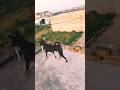 my dog is walking in a chhat #dogpower #doglover # viral
