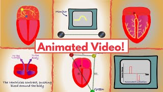 ECG Basic Principles (Cardiac Cycle, Electrical Conduction, Electrodes and Leads) made easy!