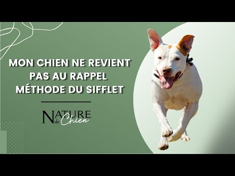Vidéo: Sifflet de formation pour les chiens