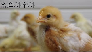 【畜産科学科】出前授業用動画（生徒作品）