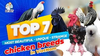 Top 7 most beautiful - unique - strange chicken breeds in Vietnam | Dr.Vet