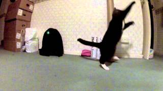 Cat Vs. Laser pointer - Salsa edit