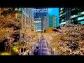 4K60【アークヒルズ桜ライトアップ夜散歩】泉ガーデンさくらまつりと六本木夜景 2026 東京 Japan