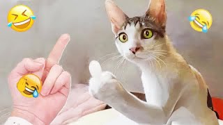 When God sends you a funny cat and dogFunniest cat and dog ever# 20