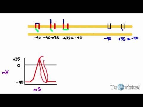 Video: ¿Pueden sumarse los potenciales de acción?