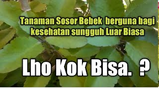 Khasiat Tanaman Sosor Bebek Untuk Kesehatan