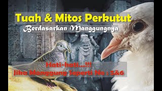 TUAH DAN MITOS PERKUTUT BERDASARKAN MANGGUNGNYA || Hati-hati Jika Manggung Seperti no 5 & 6 ||