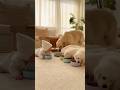赤ちゃんとゴールデンレトリバーパピー犬たちの動画　　#funny #Retriever #baby #husky #Samoyed #Shiba Inu　#baby #cute