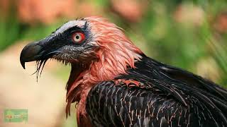 Vultures: Nature's Cleanup Crew And Their Vital Role | Divine Designs