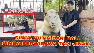 THE WHITE LION OF BALI | SIMBA IS SO CALM WHEN PLAYING WITH HIS EGGS