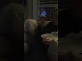 Dog asks mom for Pizza Crust