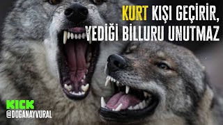 Kurt Kişi Geçi̇ri̇r Ama Yedi̇ği̇ Bi̇lluru Unutmazmiş Canlı Yayını Domuzlar Bastı