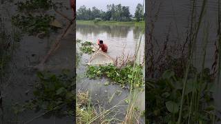 Natural hyacinth small fish catching method