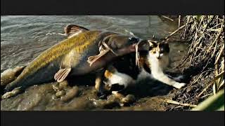 The Giant Catfish attack the mother cat and eat disappear in the water #0198