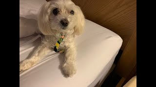 My Favorite Groomer LIVE Florida 12-8-22 maltese then cancer education talk screenshot 4