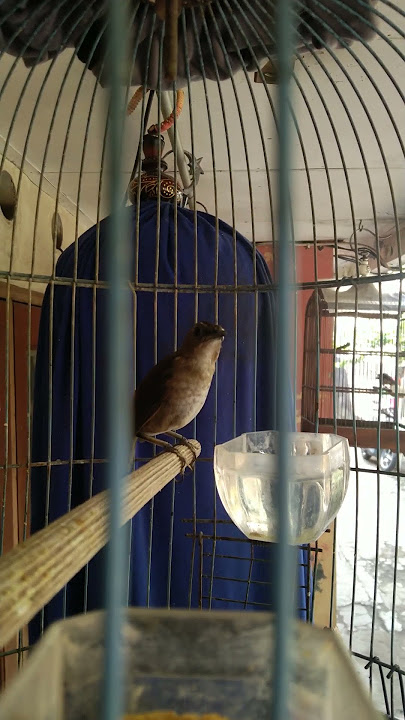 Cingcoang Coklat Gacor Goyang#Shorts