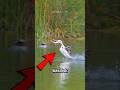 Top 4 Animals That Can Run on Water 😳