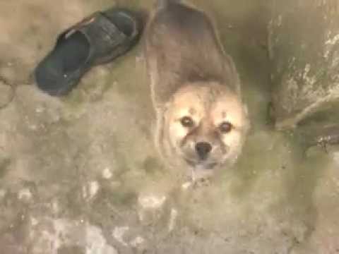 კავკასიური ნაგაზი \"მე ვარ რაც ვარ\"