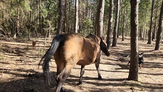 50 million views later this is the horse that kicked a tree, farted on some dogs then ran away.