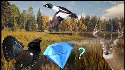 DIAMOND,Capercaillie,Whitetail and goldeneye? Revontuli coast