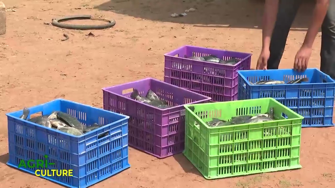 AGRI-CULTURE sur la production du poisson en cage flottante