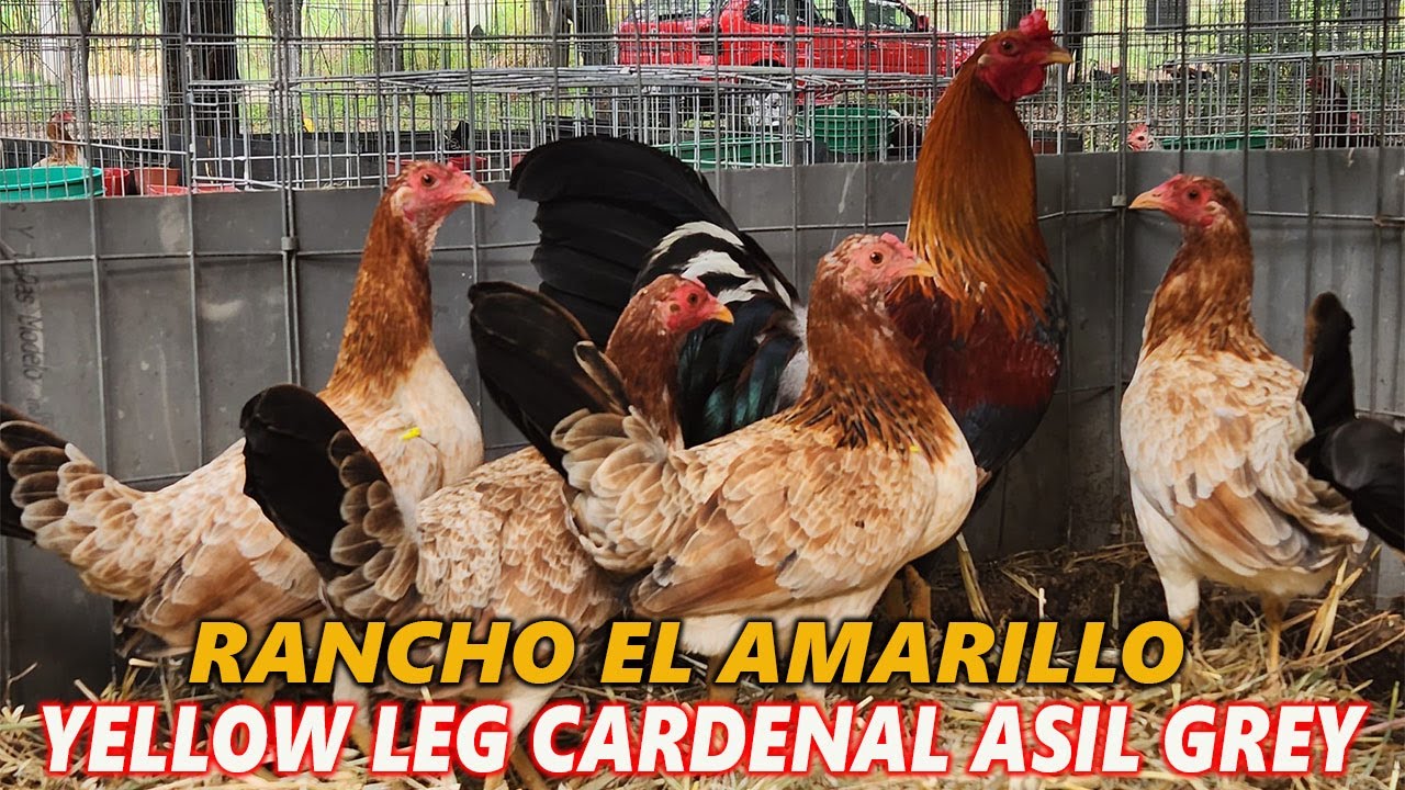 Mexico Best Big Farm Rancho El Amarillo - Jose Adan Pacheco | Cocoyoc ...
