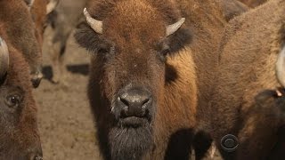 American bison make a comeback in the Midwest