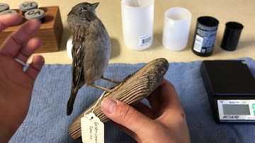 Intro to Bird Banding