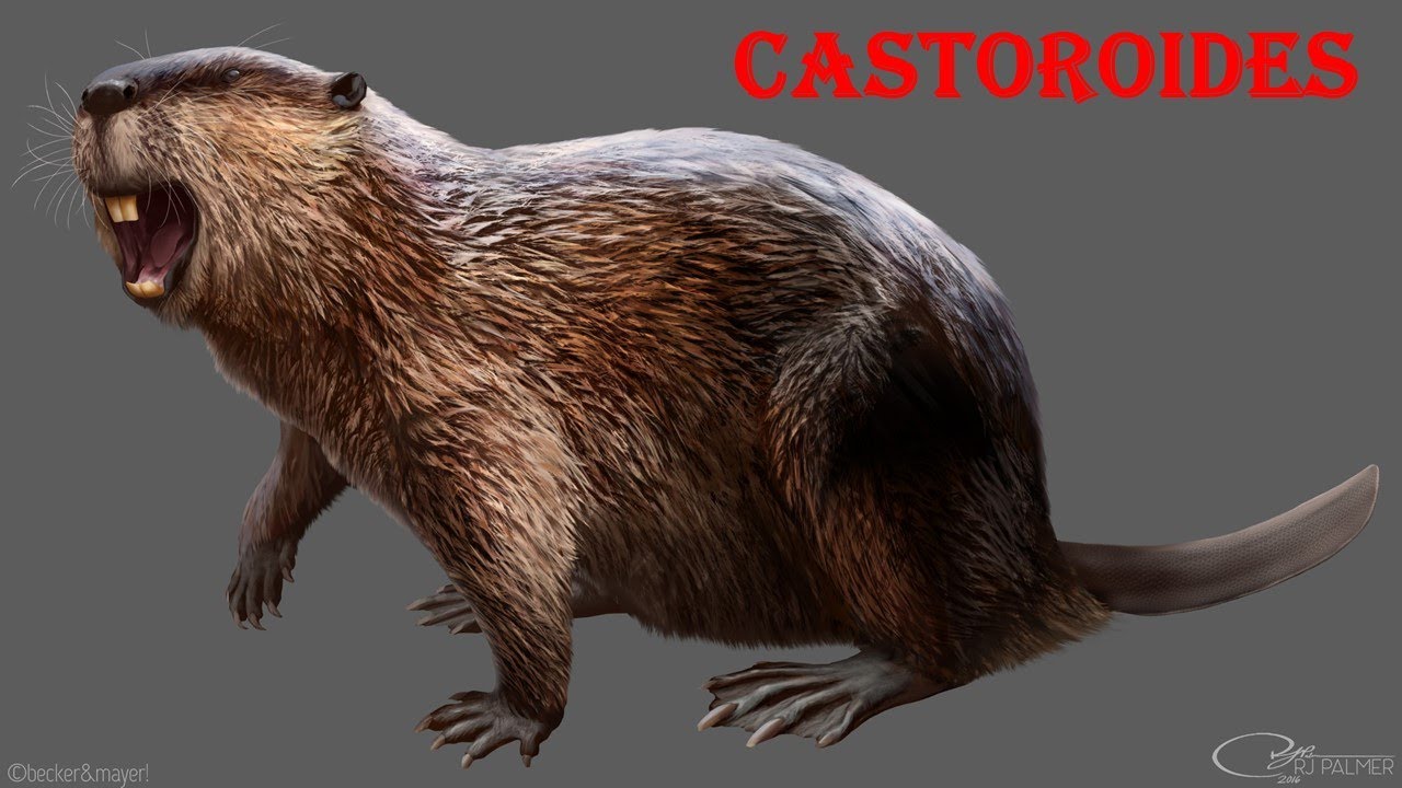 castoroides