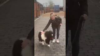 This Horse Is So Small It Looks Fake 😳🐴