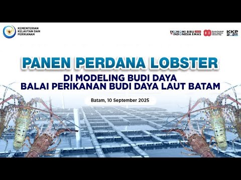 Panen Perdana Lobster di Modeling Budidaya Balai Perikanan Budi Daya Laut Batam