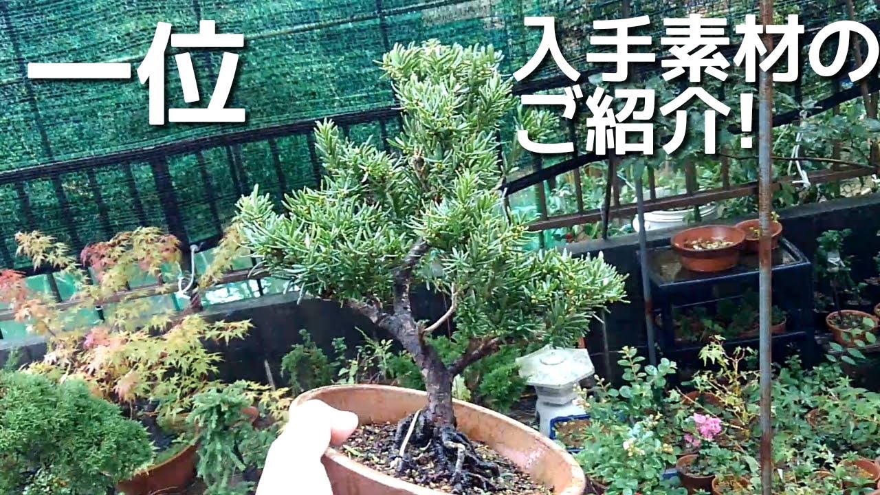 一位 入手素材のご紹介！ - YouTube