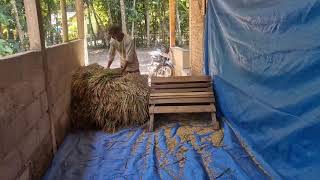 FAST & SATISFYING! BRILLIANT TRADITIONAL RICE THRESHING TECHNIQUE STILL WORKS! - agricultural