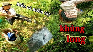 Câu cá, săn bắt, câu cá lóc bằng vịt điểm huyền thoại