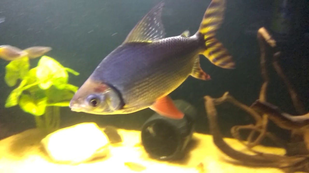 Flagtail fish - Semaprochilodus Insignis