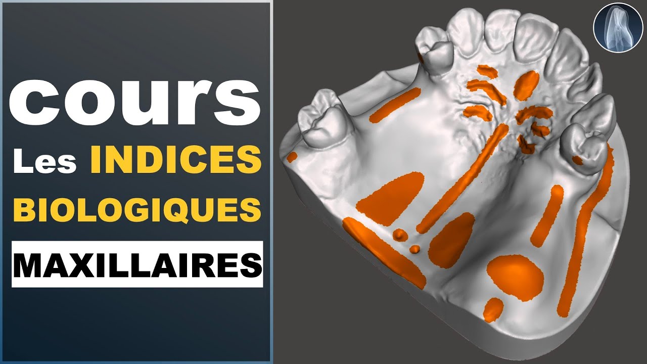 Comment repérer et tracer les indices biologiques positifs et négatifs du maxillaire. Guide complet