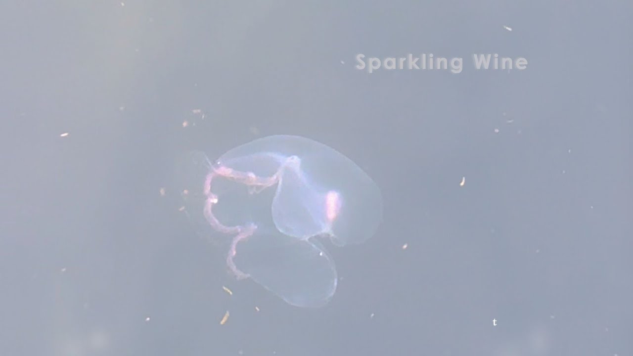 Watch 洪安妮 Anni Hung【Sparkling Wine】Lyric Video on YouTube Watch 洪安妮 Anni Hung【Sparkling Wine】Lyric Video on YouTube