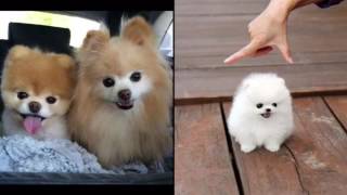 Doggy wallpapers 🐶 screenshot 5