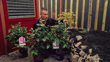 Tuininspiratie met de Forever&Ever® Camellia