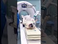 Discover the Magic Behind Animal CT Scans!#shorts