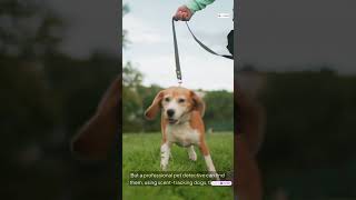 Did You Know Pet Detectives Are Real? Here's How They Find Missing Pets