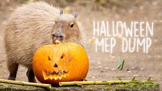 Halloween MEP Dump (2024)