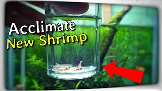 Adding New Shrimp to Planted Aquarium for beginners| How to Acclimate aquarium fish and shrimp