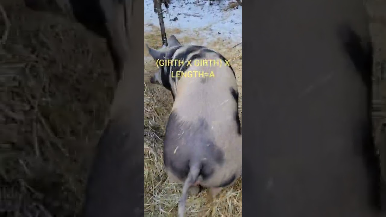 How to Estimate the Weight of a Pig/ the quick math