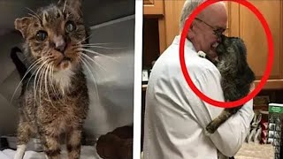 قبّل الطبيب هذا القط.. بعد مرور دقيقة حدث شيء لم يكن في الحسبان !!